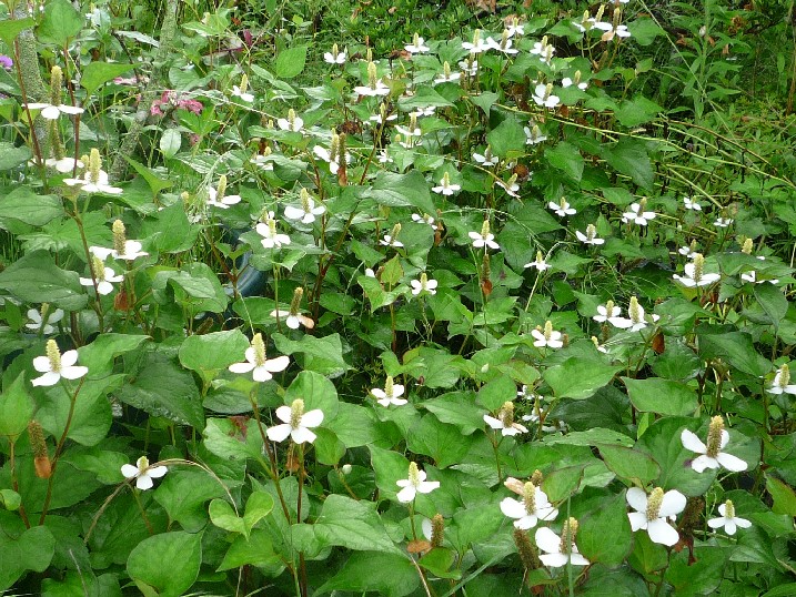 山野草 ６月